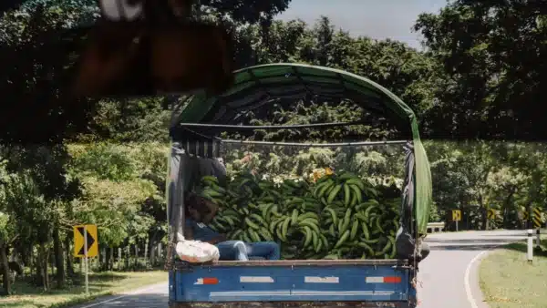 Lebensmittel-Transport von Bananen