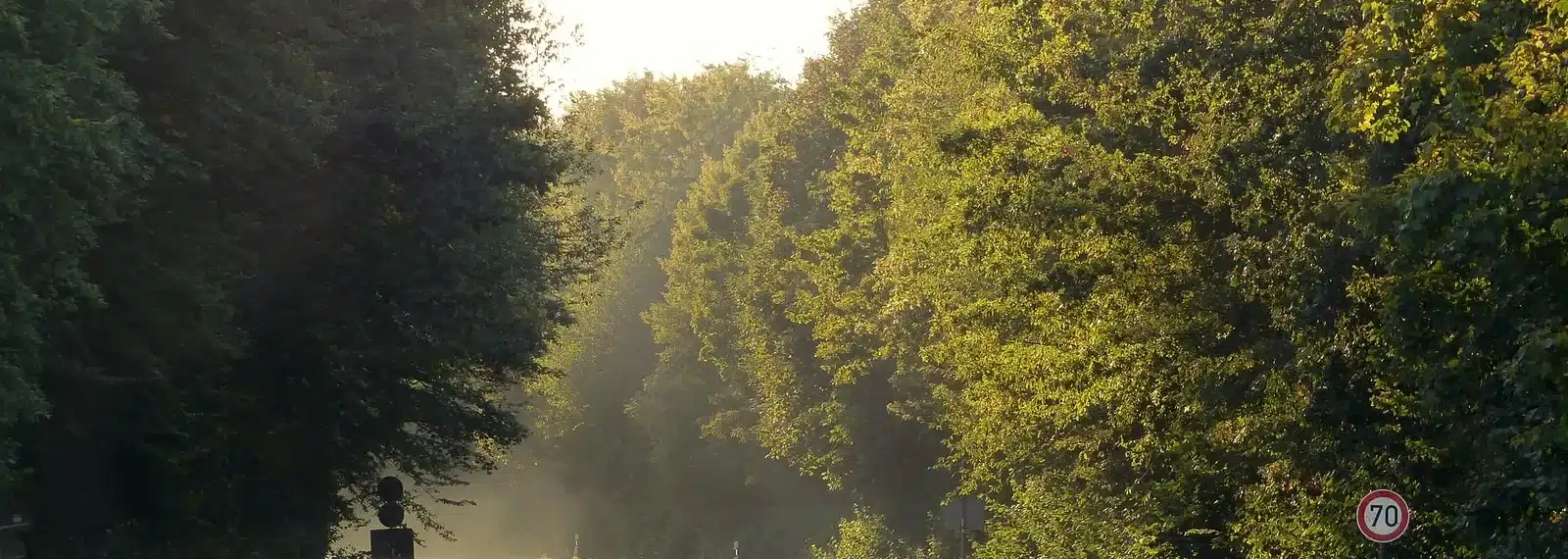 Straße im Wald mit leichtem Nebel
